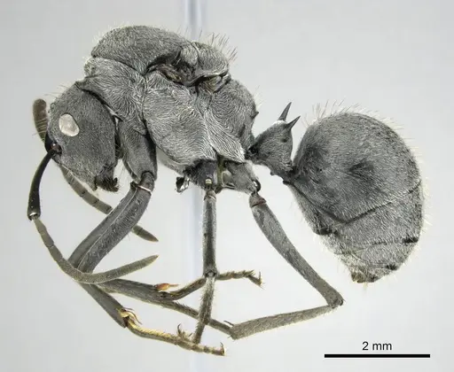 Polyrhachis schistacea specimen CASENT0815049 image casent0815049_4