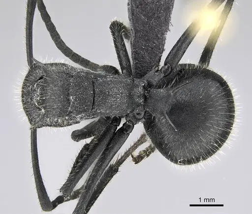 Polyrhachis schistacea specimen CASENT0822209 image casent0822209_1