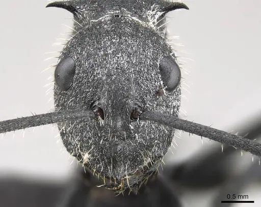 Polyrhachis schistacea specimen CASENT0822209 image casent0822209_2