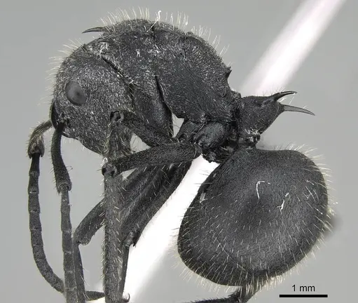 Polyrhachis schistacea specimen CASENT0822209 image casent0822209_3