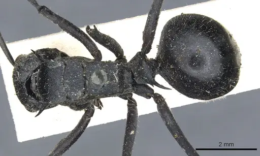 Polyrhachis schistacea specimen CASENT0903450 image casent0903450_1