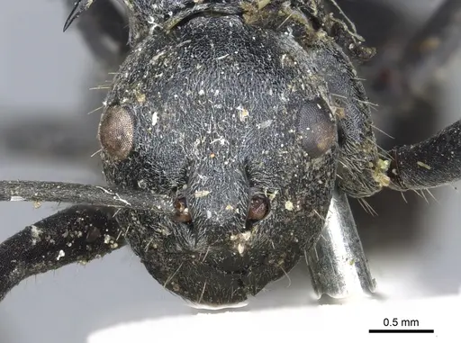 Polyrhachis schistacea specimen CASENT0903450 image casent0903450_2