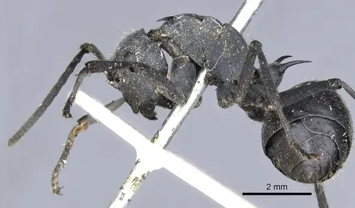 Polyrhachis schistacea specimen CASENT0903450 image casent0903450_3