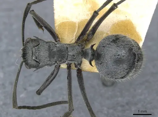 Polyrhachis schistacea specimen CASENT0910911 image casent0910911_1