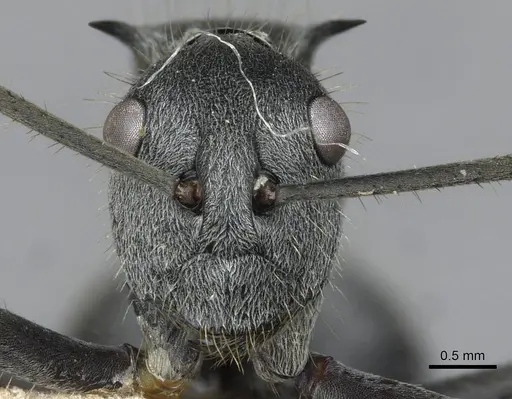 Polyrhachis schistacea specimen CASENT0910911 image casent0910911_2