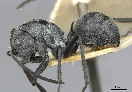 Polyrhachis schistacea specimen CASENT0910911 image casent0910911_3