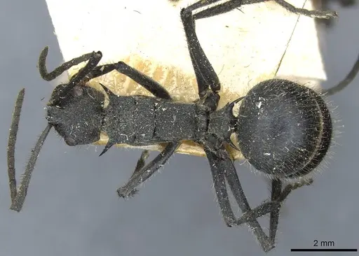 Polyrhachis schistacea specimen CASENT0910912 image casent0910912_1