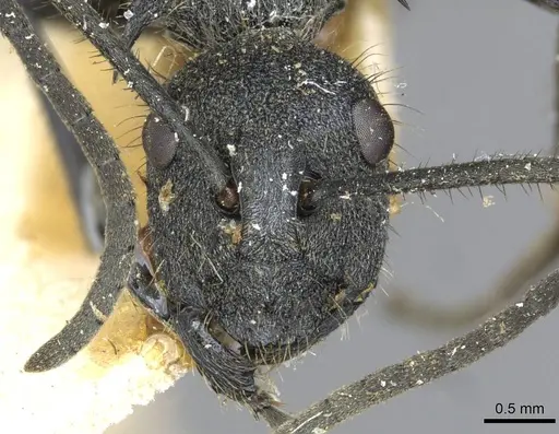 Polyrhachis schistacea specimen CASENT0910912 image casent0910912_2