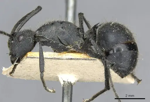 Polyrhachis schistacea specimen CASENT0910912 image casent0910912_3