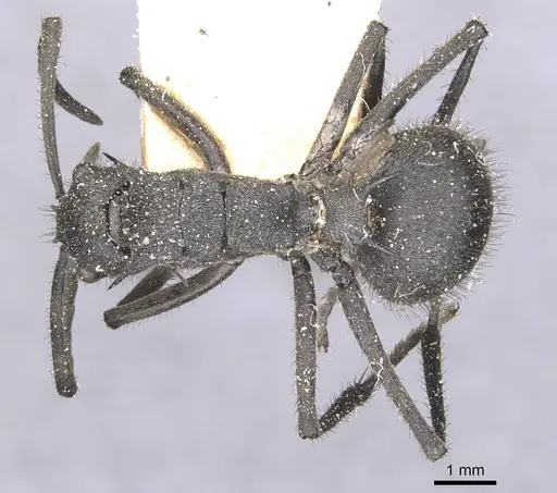 Polyrhachis schistacea specimen CASENT0912134 image casent0912134_1