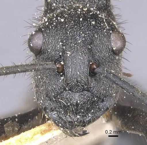 Polyrhachis schistacea specimen CASENT0912134 image casent0912134_2