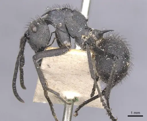Polyrhachis schistacea specimen CASENT0912134 image casent0912134_3