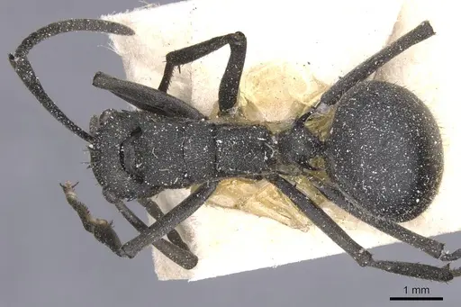 Polyrhachis schistacea specimen CASENT0912135 image casent0912135_1