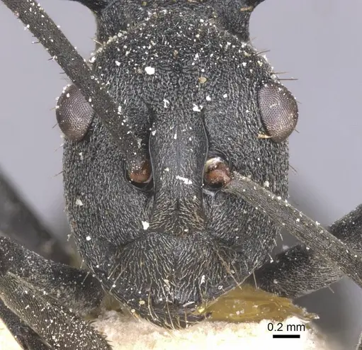 Polyrhachis schistacea specimen CASENT0912135 image casent0912135_2