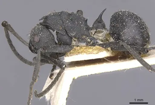 Polyrhachis schistacea specimen CASENT0912135 image casent0912135_3