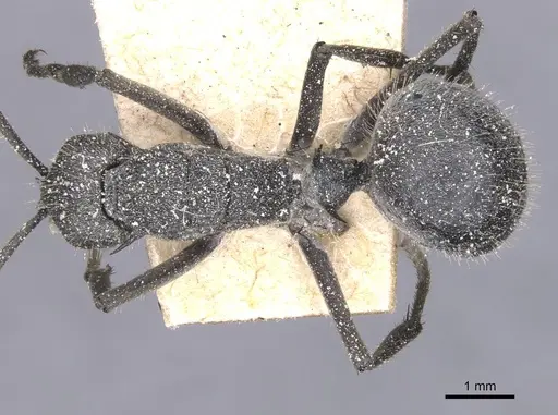 Polyrhachis schistacea specimen CASENT0912136 image casent0912136_1