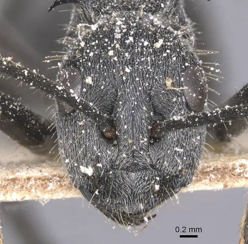 Polyrhachis schistacea specimen CASENT0912136 image casent0912136_2