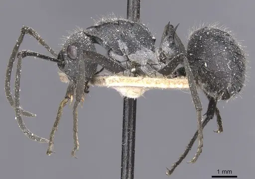 Polyrhachis schistacea specimen CASENT0912136 image casent0912136_3