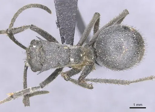 Polyrhachis schistacea specimen CASENT0912137 image casent0912137_1