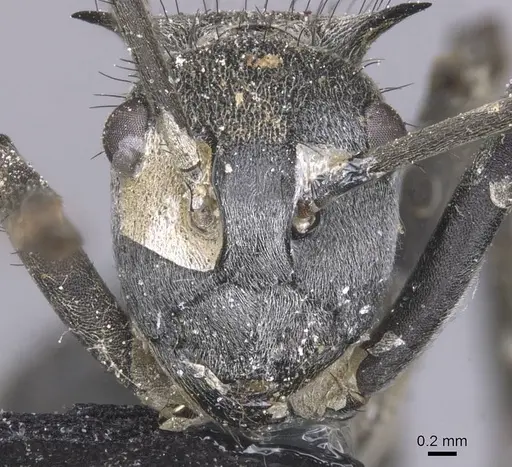 Polyrhachis schistacea specimen CASENT0912137 image casent0912137_2
