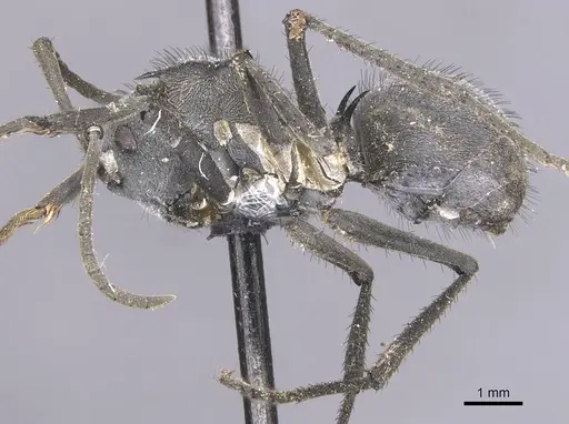 Polyrhachis schistacea specimen CASENT0912137 image casent0912137_3