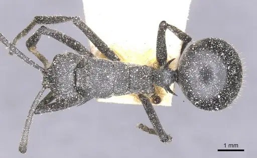 Polyrhachis schistacea specimen CASENT0912138 image casent0912138_1