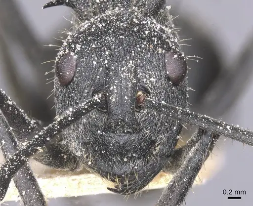 Polyrhachis schistacea specimen CASENT0912138 image casent0912138_2