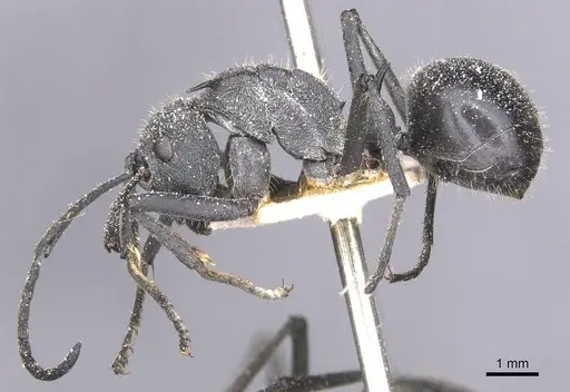 Polyrhachis schistacea specimen CASENT0912138 image casent0912138_3