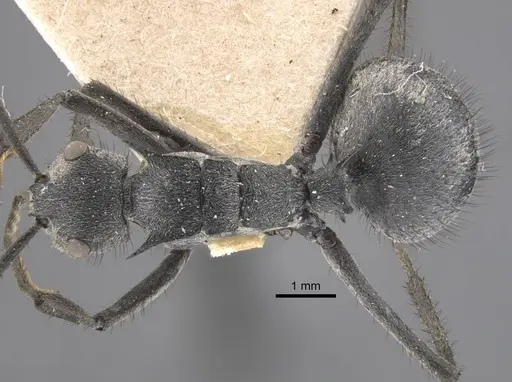 Polyrhachis schistacea specimen CASENT0917283 image casent0917283_1