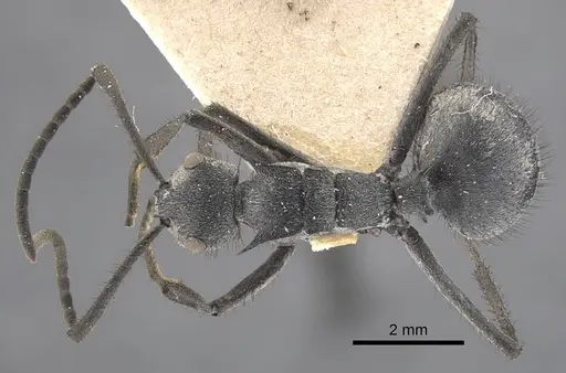 Polyrhachis schistacea specimen CASENT0917283 image casent0917283_2