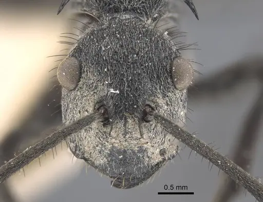 Polyrhachis schistacea specimen CASENT0917283 image casent0917283_3