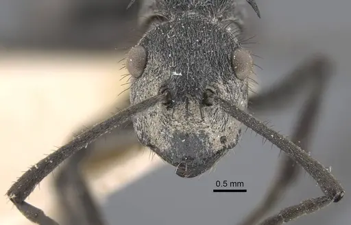 Polyrhachis schistacea specimen CASENT0917283 image casent0917283_4