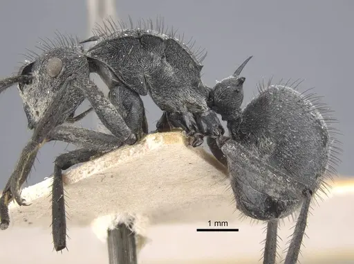 Polyrhachis schistacea specimen CASENT0917283 image casent0917283_5