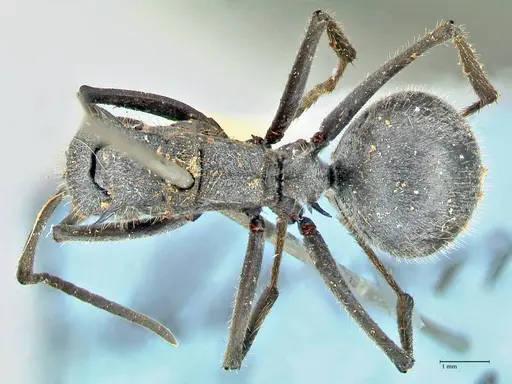 Polyrhachis schistacea specimen FOCOL2576 image focol2576_1