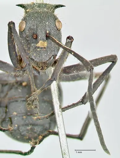 Polyrhachis schistacea specimen FOCOL2576 image focol2576_2