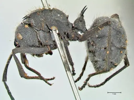 Polyrhachis schistacea specimen FOCOL2576 image focol2576_3