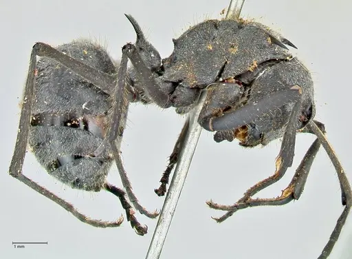 Polyrhachis schistacea specimen FOCOL2576 image focol2576_4