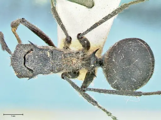 Polyrhachis schistacea specimen FOCOL2577 image focol2577_1