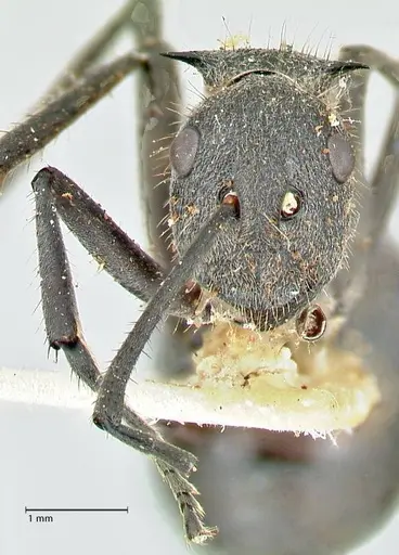 Polyrhachis schistacea specimen FOCOL2577 image focol2577_2