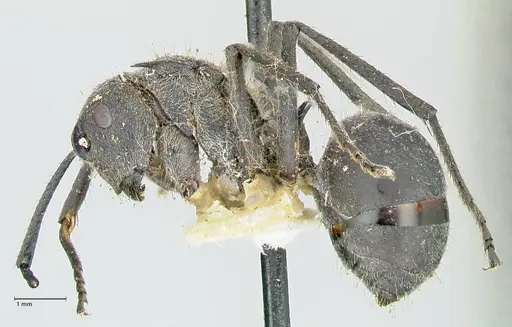 Polyrhachis schistacea specimen FOCOL2577 image focol2577_3