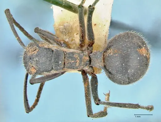 Polyrhachis schistacea specimen FOCOL2578 image focol2578_1