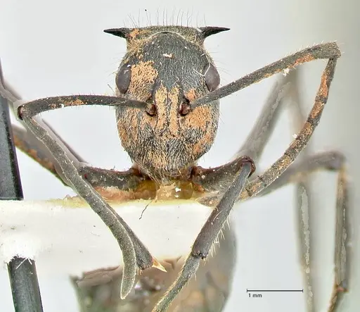 Polyrhachis schistacea specimen FOCOL2578 image focol2578_2