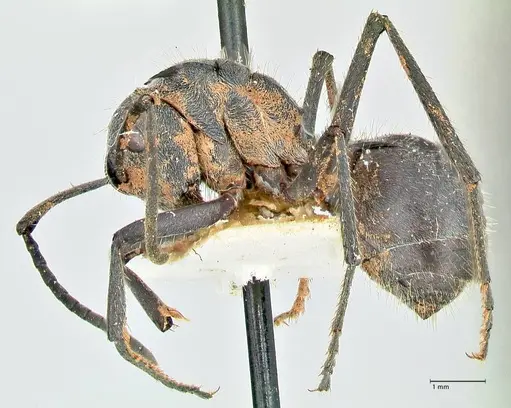 Polyrhachis schistacea specimen FOCOL2578 image focol2578_3