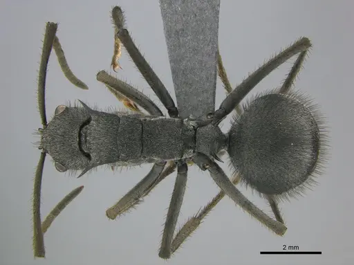 Polyrhachis schistacea specimen SAM-HYM-C002548 image sam-hym-c002548_1