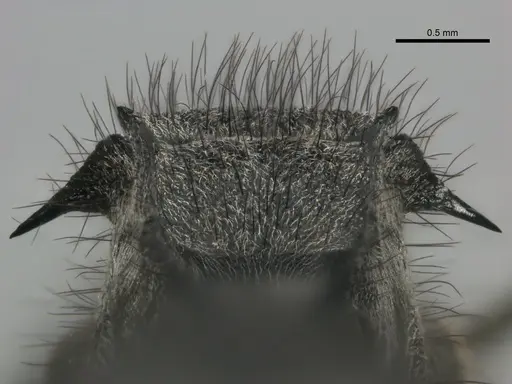 Polyrhachis schistacea specimen SAM-HYM-C002548 image sam-hym-c002548_2