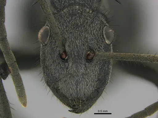 Polyrhachis schistacea specimen SAM-HYM-C002548 image sam-hym-c002548_3