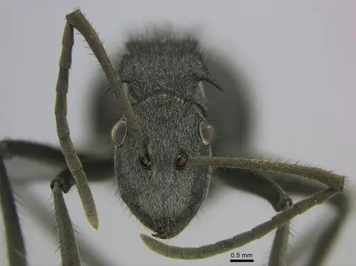 Polyrhachis schistacea specimen SAM-HYM-C002548 image sam-hym-c002548_4