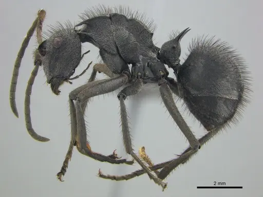 Polyrhachis schistacea specimen SAM-HYM-C002548 image sam-hym-c002548_5