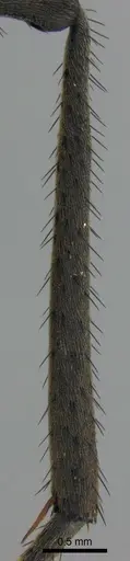 Polyrhachis schistacea specimen SAM-HYM-C002548 image sam-hym-c002548_6