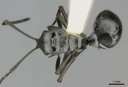 Polyrhachis schlueteri specimen CASENT0217800 image casent0217800_1